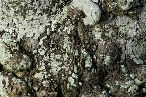 Close-up textures of tree trunk on the park Stock Photos