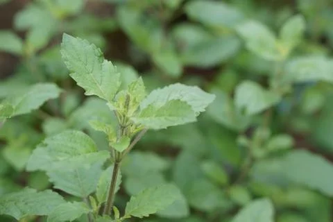 Close up thai basil (holy basil) Stock Photos