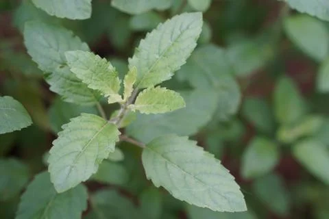 Close up thai basil (holy basil) Stock Photos