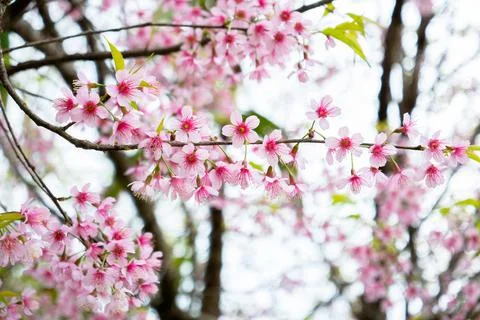 Close up of Thai blossom flower on tree Stock Photos