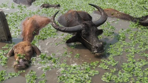 Close-up Thai buffalos or Water Buffalos or southeast Asia buffalos with long fu Stock Footage 124525839