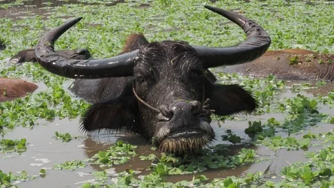 Close-up Thai buffalos or Water Buffalos or southeast Asia buffalos with long fu Stock Footage 124699729