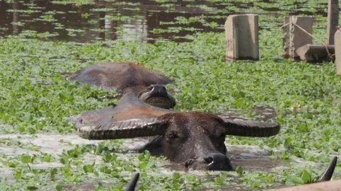 Close-up Thai buffalos or Water Buffalos or southeast Asia buffalos with long fu Stock Footage 124699770
