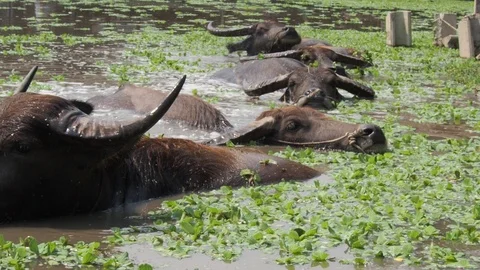 Close-up Thai buffalos or Water Buffalos or southeast Asia buffalos with long fu Stock Footage 124699771