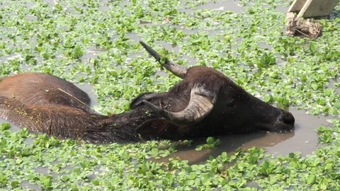 Close-up Thai buffalos or Water Buffalos or southeast Asia buffalos with long fu Stock Footage 124898216