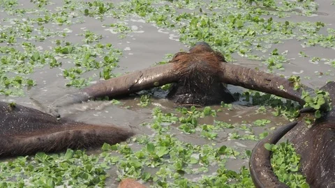 Close-up Thai buffalos or Water Buffalos or southeast Asia buffalos with long fu Stock Footage 124898402