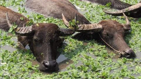 Close-up Thai buffalos or Water Buffalos or southeast Asia buffalos with long fu Stock Footage 124899541