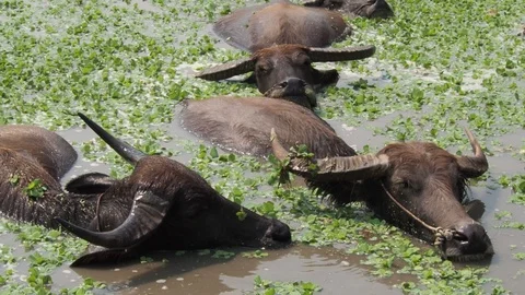 Close-up Thai buffalos or Water Buffalos or southeast Asia buffalos with long fu Stock Footage 124900012