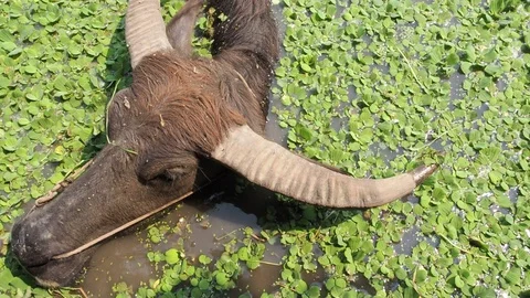 Close up Thai buffalos or Water Buffalos or southeast Asia buffalos with long fu Stock Footage 129069045