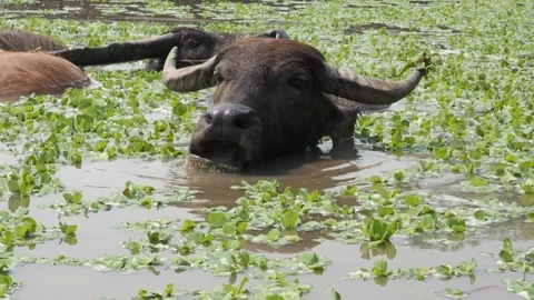 Close-up Thai buffalos or Water Buffalos or southeast Asia buffalos with long fu Stock Footage 130707746