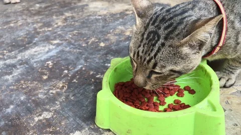 Close up Thai cat eating cat's food. Stock Footage 86739701