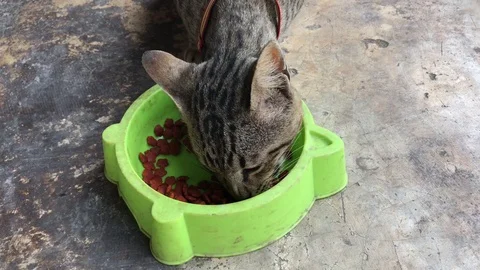 Close up Thai cat eating cat's food. Stock Footage 86739720