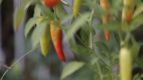 Close up of Thai chilli trees. ready to harvest. Bangkok, Thailand. Vídeos de archivo 91184485