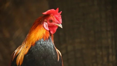 Close up Thai cock Stock Footage 94670782