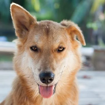Close up thai dog Stock Photos