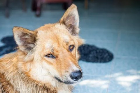 Close up thai dog Stock Photos