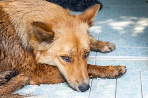 Close up thai dog Stock Photos