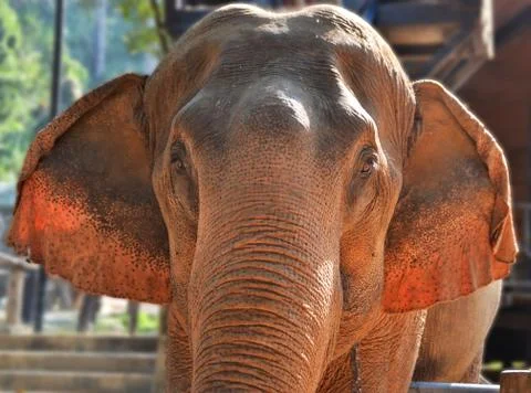 Close up of a Thai elephant in a reserve Foto stock