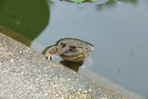 Close up of thai frog in pond. Stock Photos