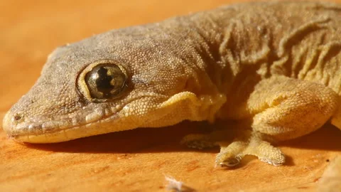 Close up Thai lizard on ground, in door Chiangmai Thailand. Stock Footage 232436915