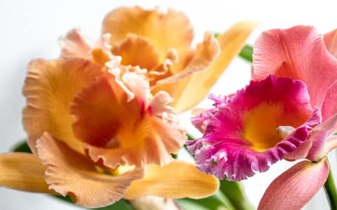 Close-up of Thai orchid on a blurred background, macro photography. Stock Photos