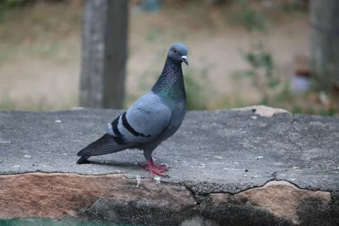 Close up of thar dove Stock Photos