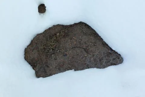 Close up.a thawed patch on the ground on a spring day.photo with place for text Stock Photos