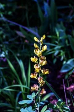 Close Up of Thermopsis Flower Spike with Developing Pods Fotos Stock