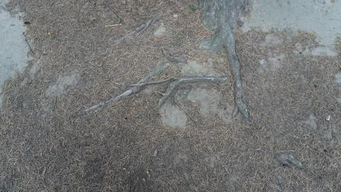 Close-up of thick, gnarled tree roots emerging from dark brown soil, deep. Stock Photos