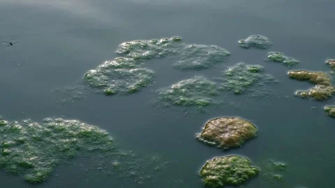 Close up of Thick green algae scum covering a lake surface with water stride 스톡 동영상 342955516