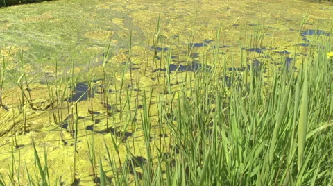CLOSE UP: Thick layer of green algae on surface of standing water in pond Stock Footage 65452041
