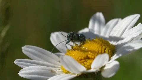 Close up of Thick Legged Beetle resting on Ox Eye Daisy in field on sunny day Stock Footage 172153590