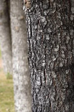 Close-up thick pine trees, pine tree bark, Stock Photos