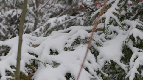 Close Up of Thick Snow Layer on Spruce Tree Branch in Forest Video stock 332219610