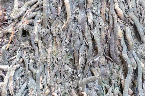 Close up of thick tangled tree roots growing deeply into the brown dry eart.. Stock Photos
