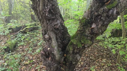 Close Up Of Thick Tree Trunk Covered In Patches Of Green Moss Stock Footage 348136990