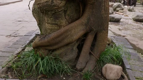 A close-up of a thick tree trunk with a unique shape Stock Footage 328140781