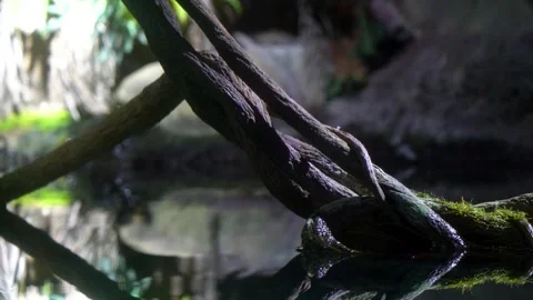 Close up of thick twisted tropical vines dipping into dark still water in a.. Stock Footage 329141444