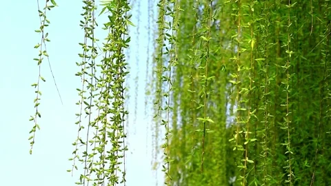 Close-up of the thin and long willow branches swaying in the breeze Stock Footage 158388532