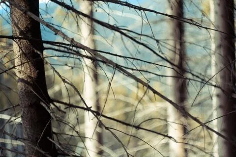 Close up thin bare tree branches in wood concept photo Stock Photos