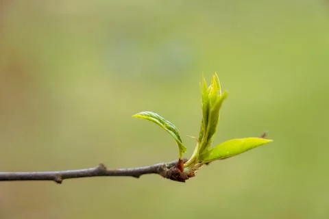 Close-up of a thin, dark branch with fresh green leaves Stock Photos