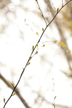 Close up thin young twig with buds in daylight concept photo Stock Photos
