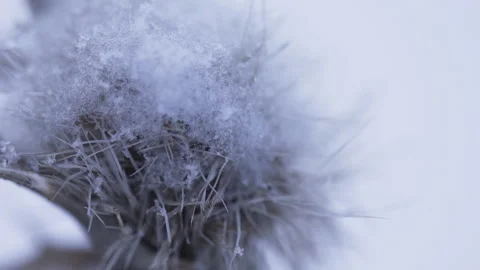 Close-up thistle and snow Stock Footage 166733666