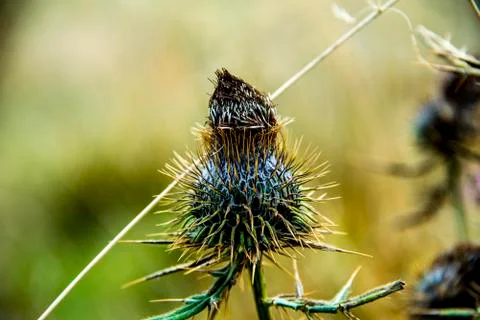 Close up of thistle in autumn one Stock Photos