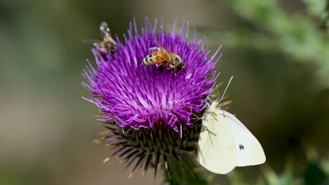 Close up of a thistle with a butterfly and some honey bees Video stock 336876464