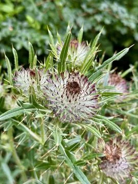 Close-up of thistle Cirsium vulgare with sharp spines and pink flower buds Foto stock