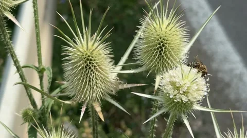 Close-up of a thistle at the edge of the road Stock Footage 310142031
