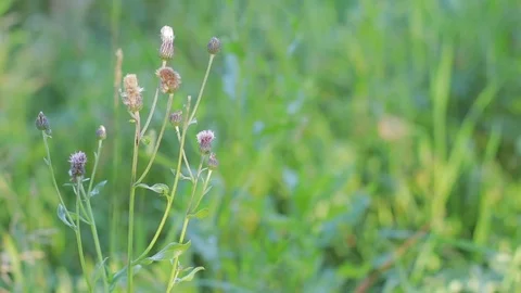 Close up of a thistle flower on a blurry background Stock Footage 113153424