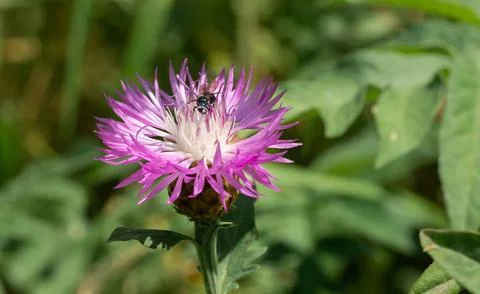 A close-up of a thistle flower Concept of vegetable garden, gardening.. Stock Photos