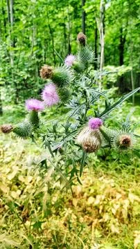 Close-Up of a Thistle Flower Head Stock Photos